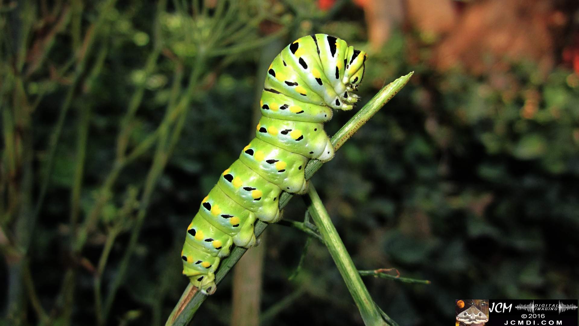 Papilio zelicaon mature caterpillar on anise (nice side view) JCMDI.COM